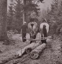 Holzschleifen mit Pferden